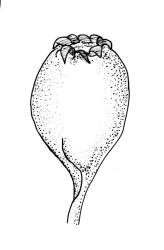 Orthotrichum graphiomitrium, capsule, moist.
 Image: R.C. Wagstaff © All rights reserved. Redrawn with permission from Lewinsky (1984). 